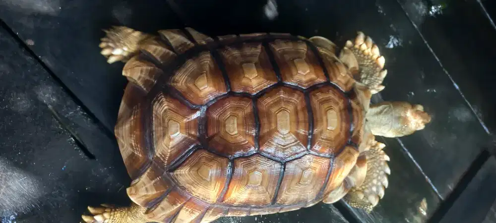 Kura kura darat sulcata