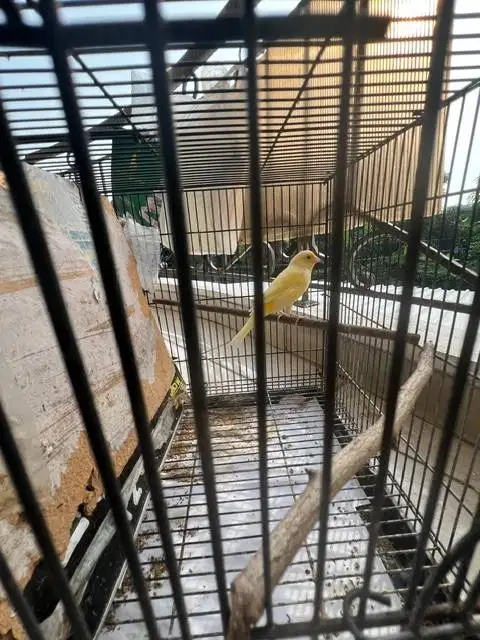 Kenari Kuning paud dan sehat