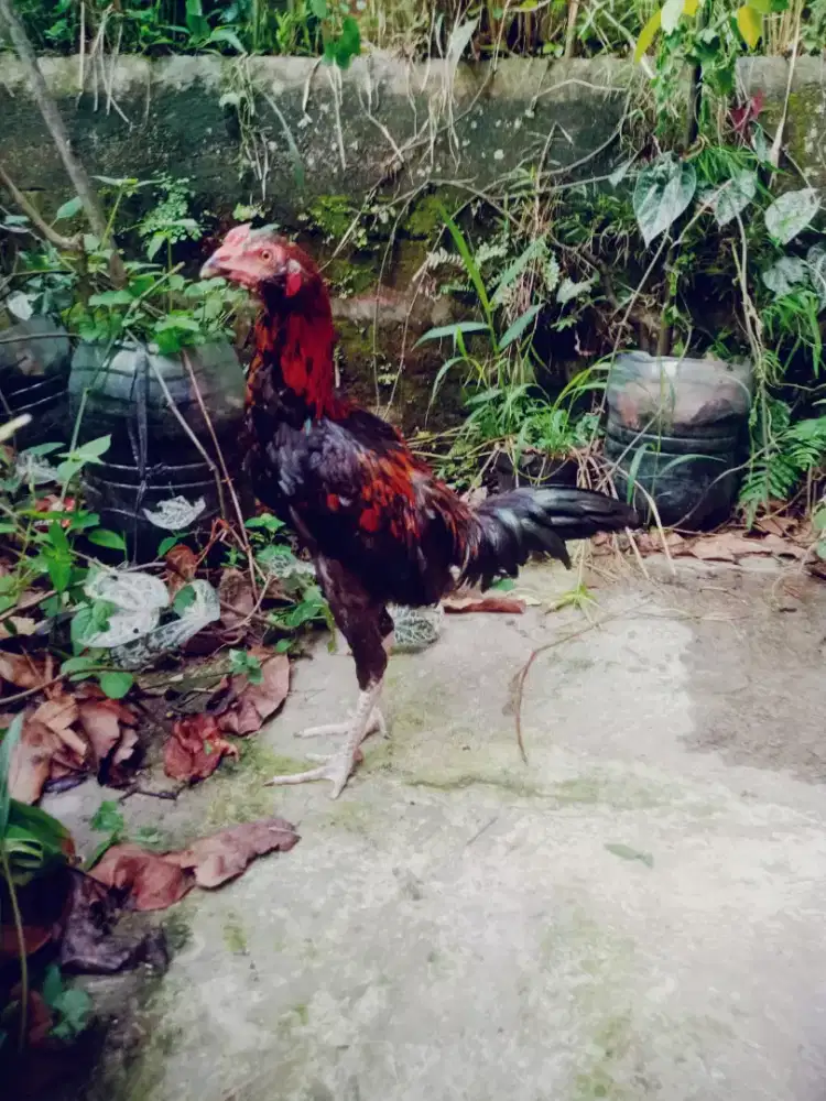 Anak ayam aseel jantan murah Monggo 4 bulan
