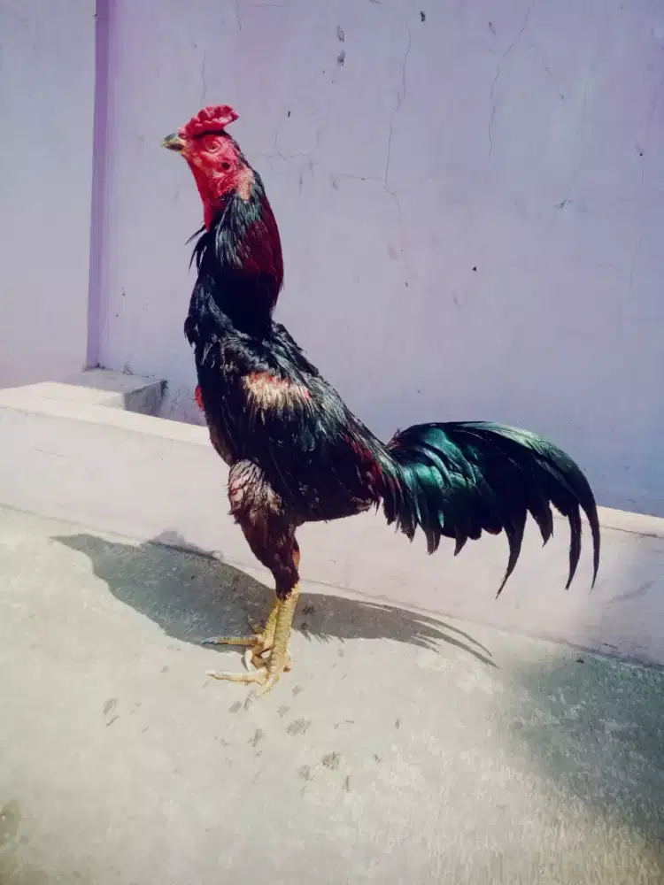 Ayam magon murah win 3 x ada minus