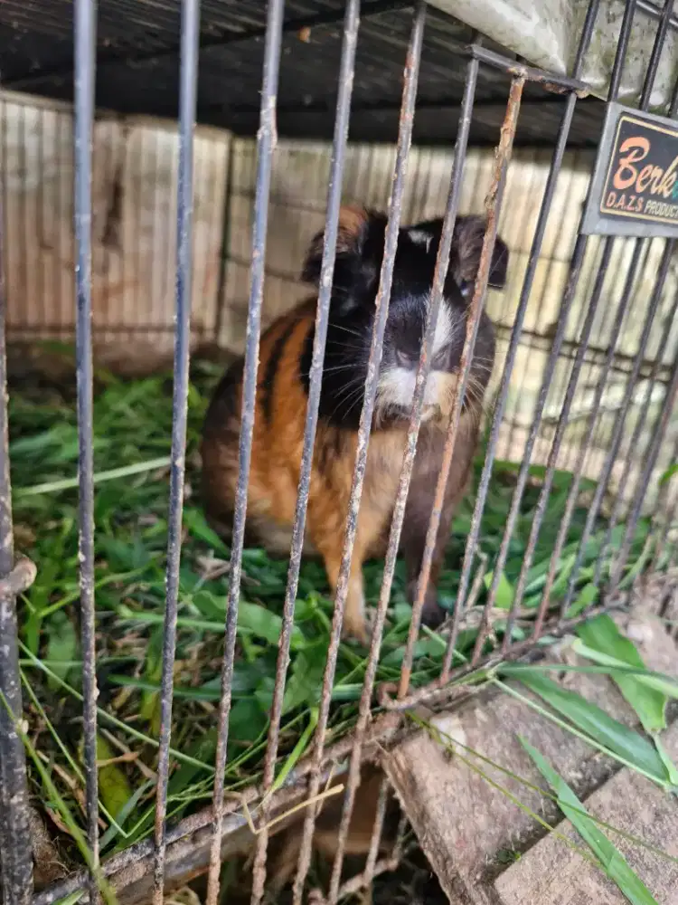 Guinea Pig / Marmut Lokal