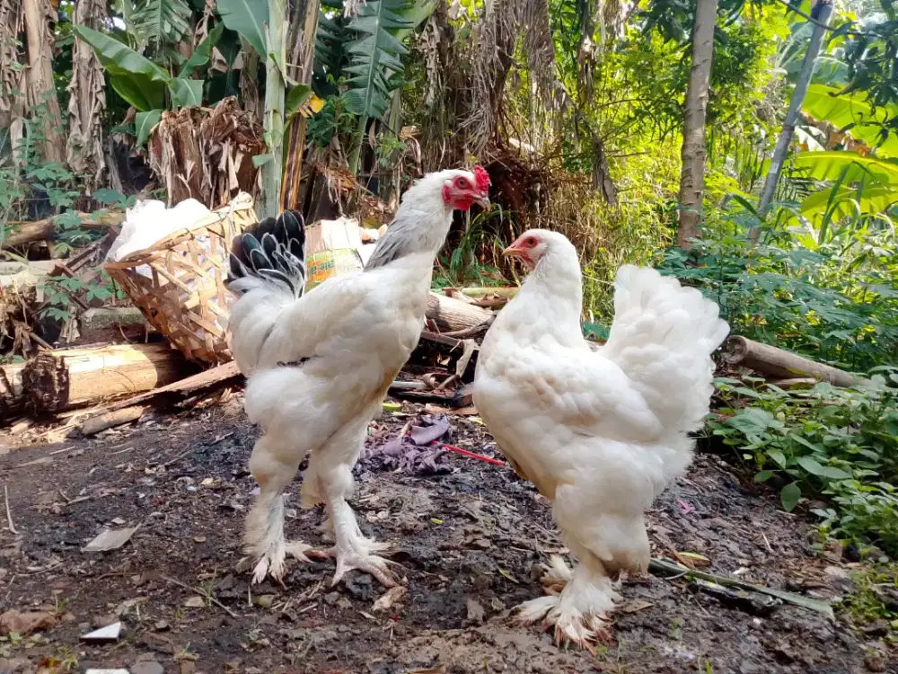 Ayam brahma muda