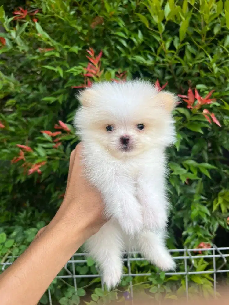 Sale 1 male & 2 female superminipom murmer