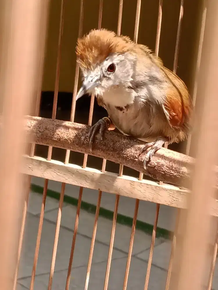 Burung Masteran Jinak