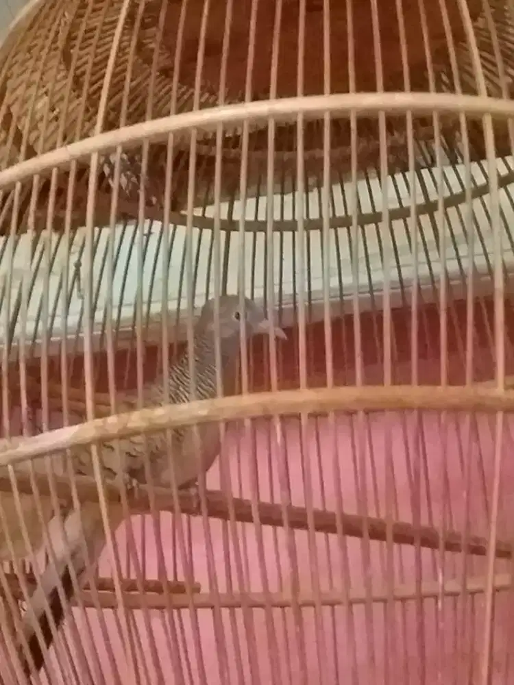Perkutut sliver udah rajin bunyi