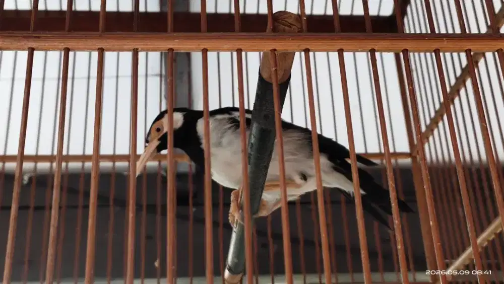 Burung Jalak Suren