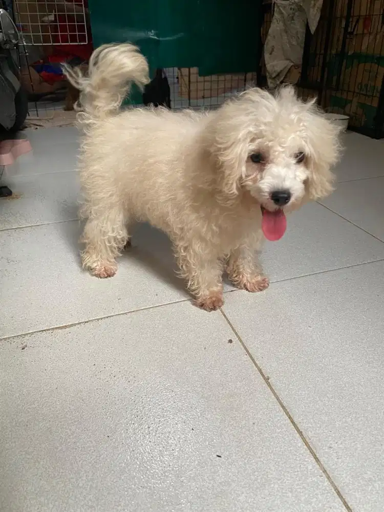 Toy poodle betina