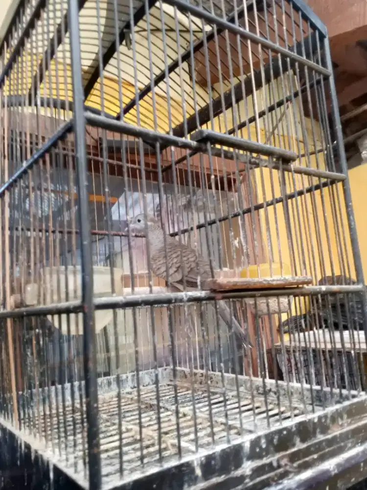 Burung perkutut bangkok