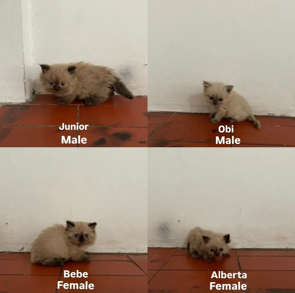 Kucing Himalayan