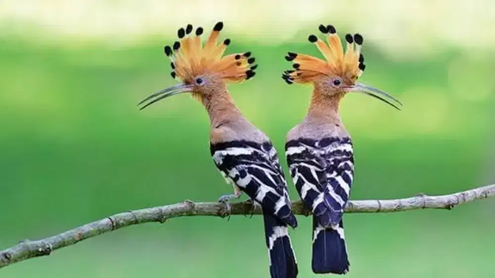 Burung HUD hud #peelatuk