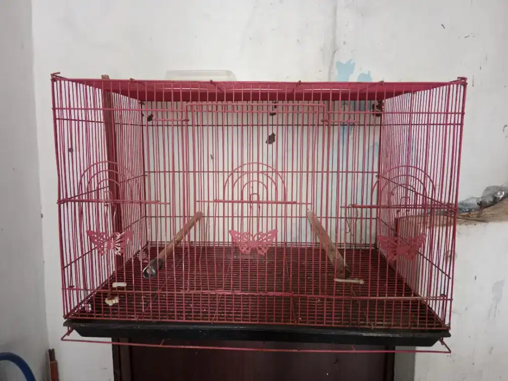 Kandang lovevrid kotak