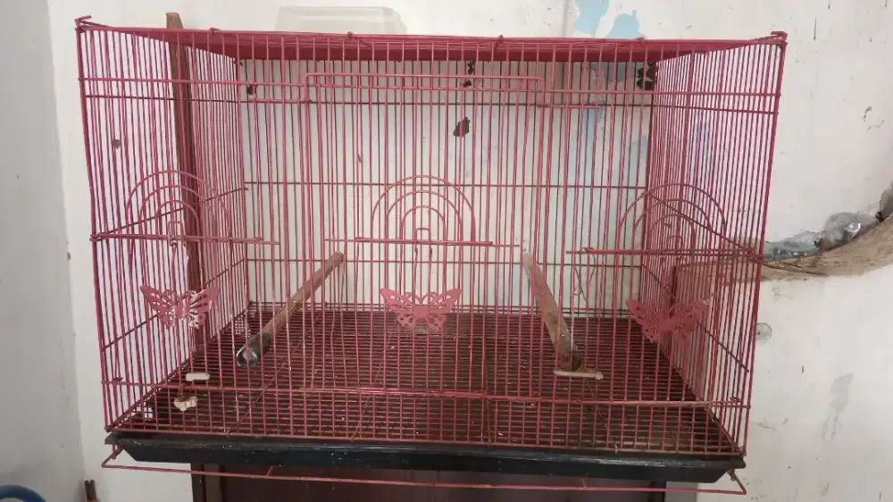 Kandang kotak ternak lovebrid