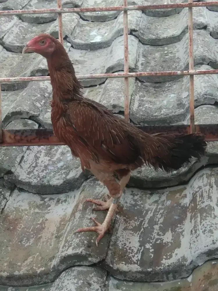 Dedara ayam bangkok