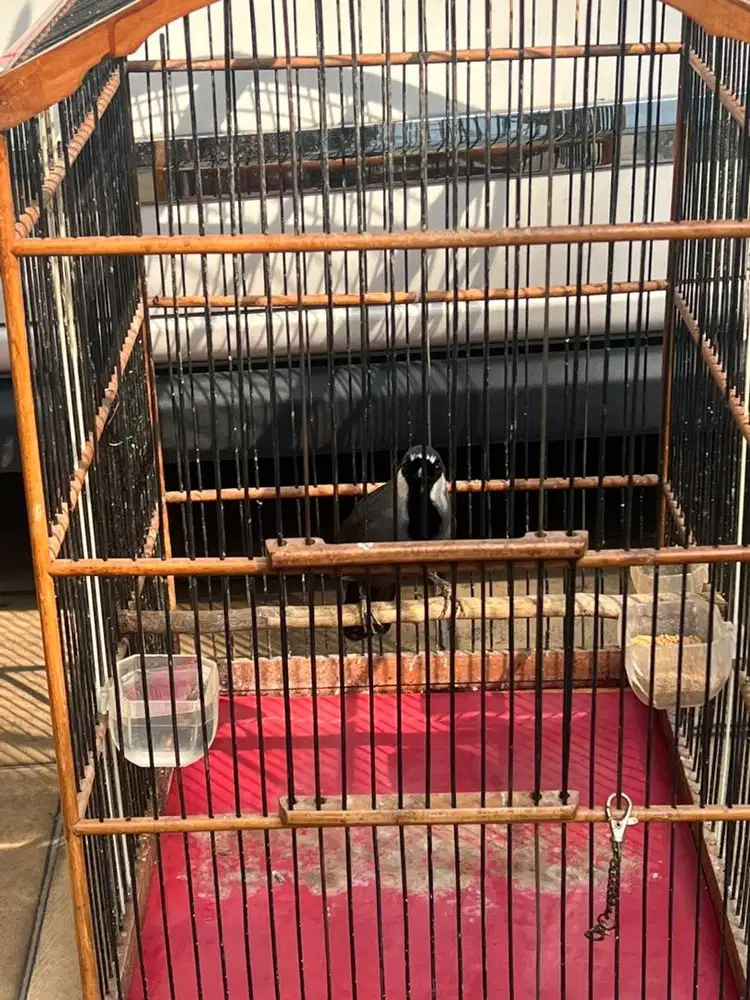 burung poksai hkng pipi putih
