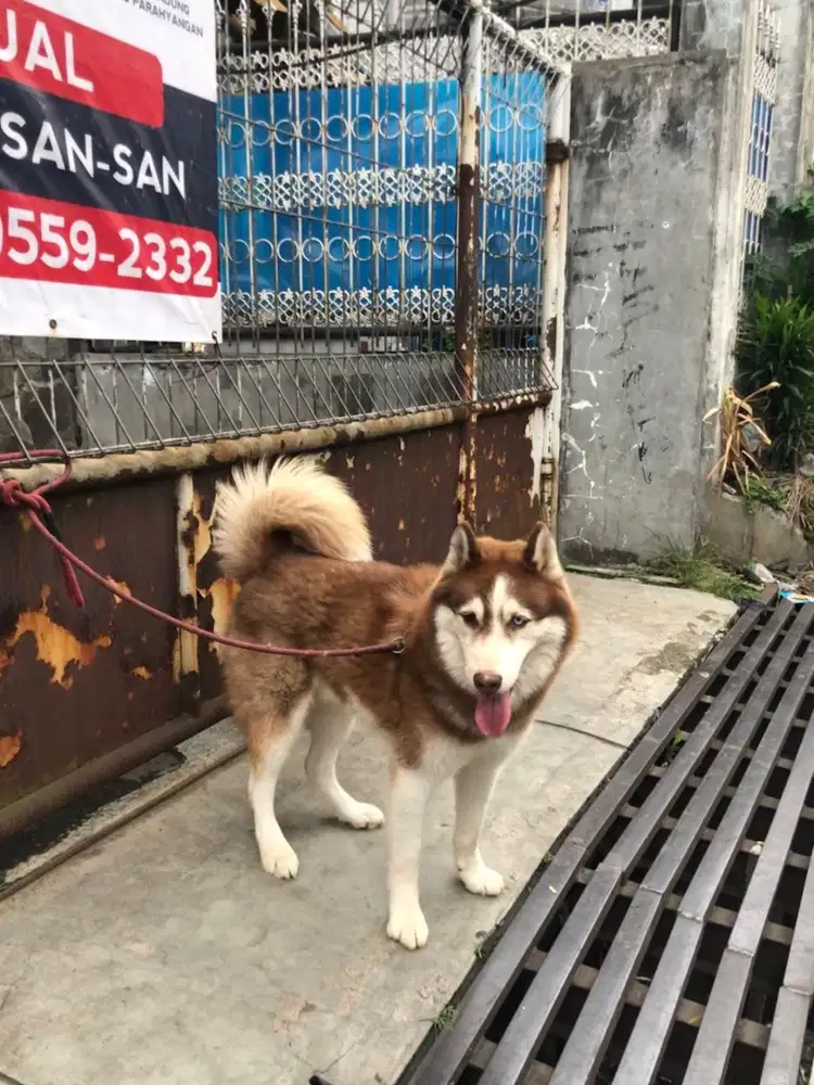 Husky umur 1,8 jantan