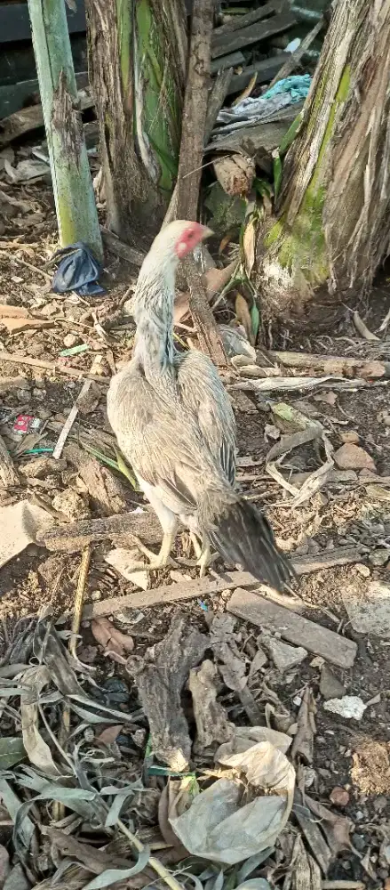 Pemangon untuk materi ternak