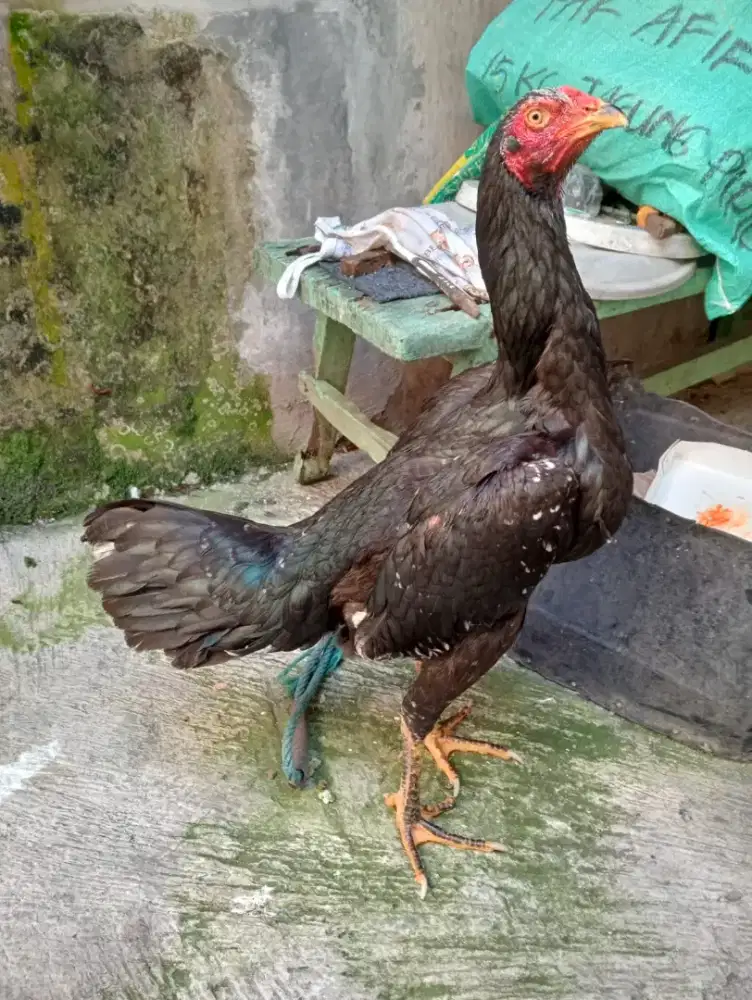 Ayam Betina Bangkok ORI postur tinggi badan panjang