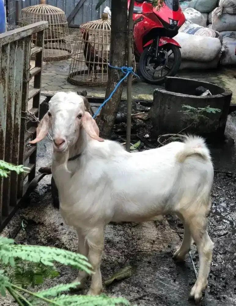 jual hewan qurban kambing domba sapi