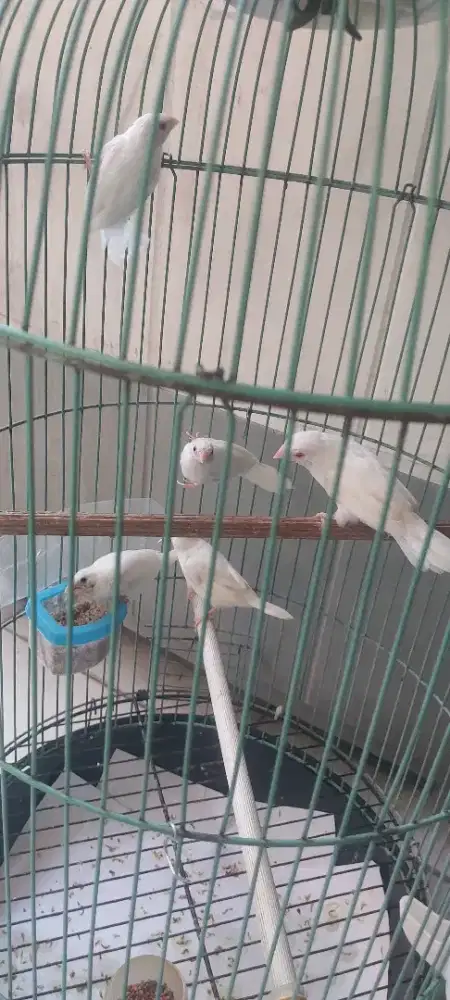 Sepasang Emje mame & 3ekr paud