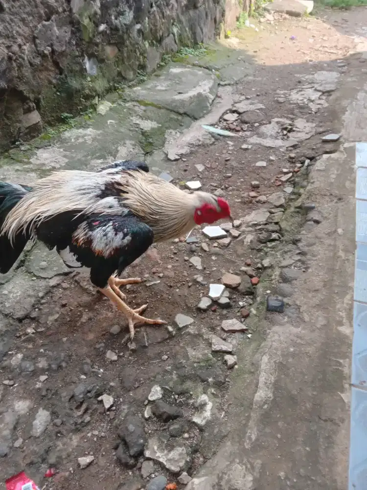 Jual Ayam Bangkok