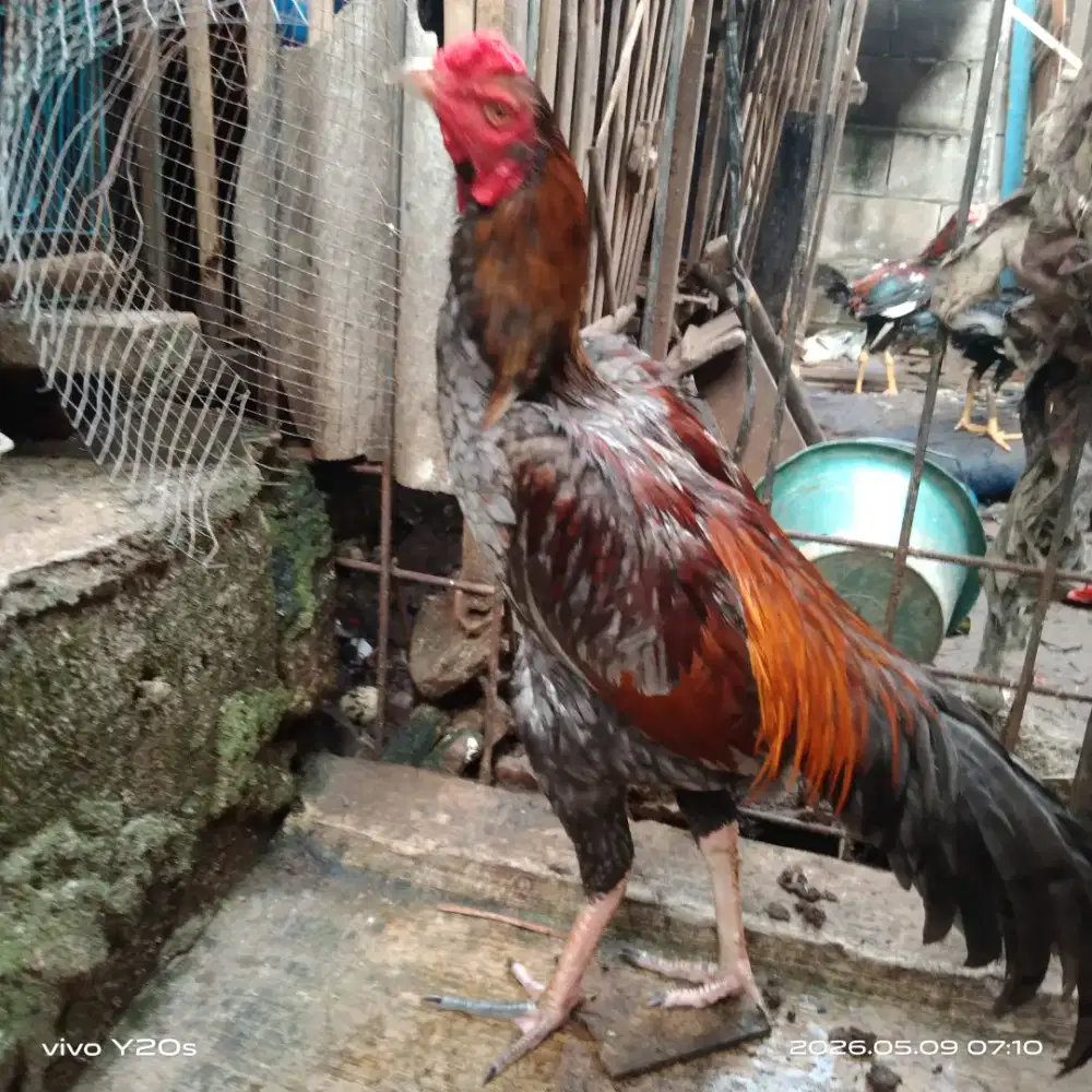 Ayam bangkok muda kelabu