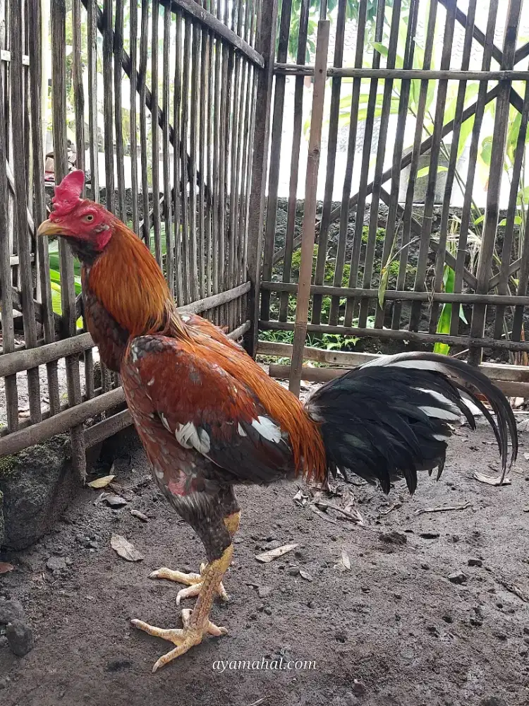 Ayam bangkok jogjakarta