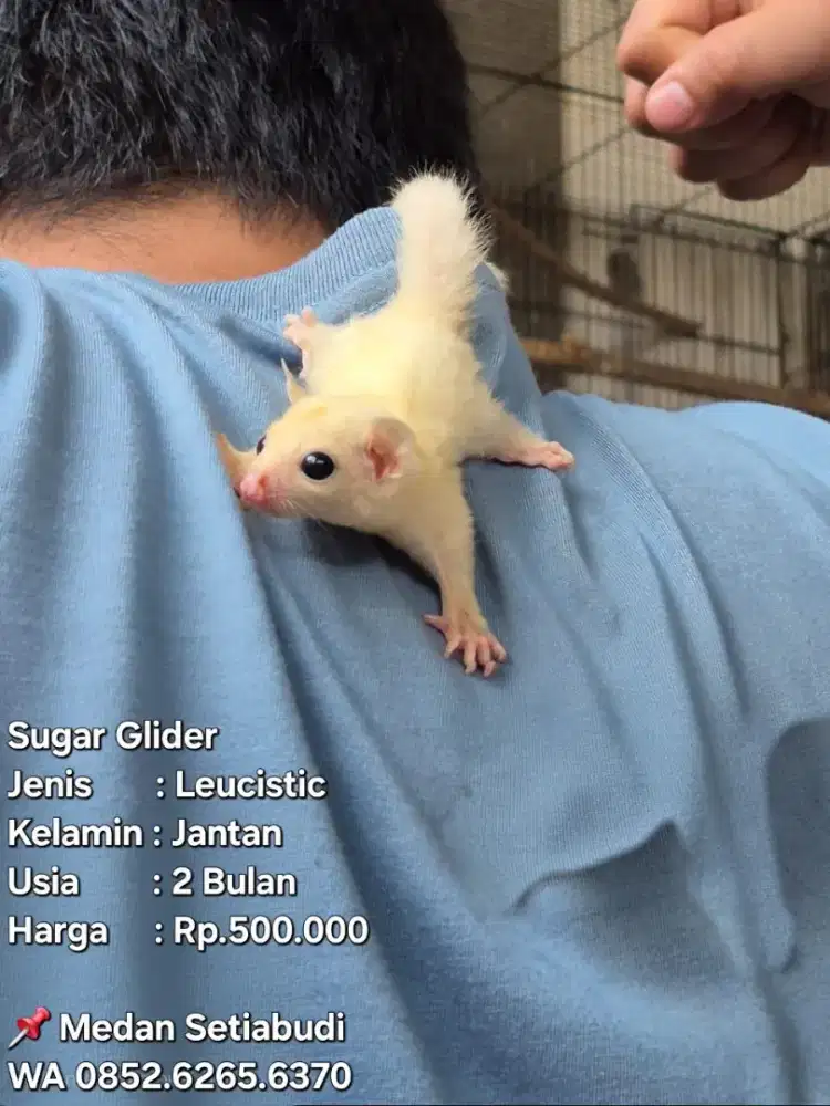 Sugar Glider Jinak & Tuk Ternak