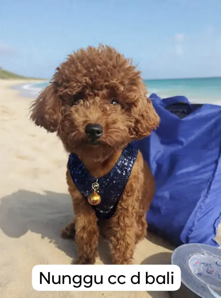 Anjing Red toy mini poodle
