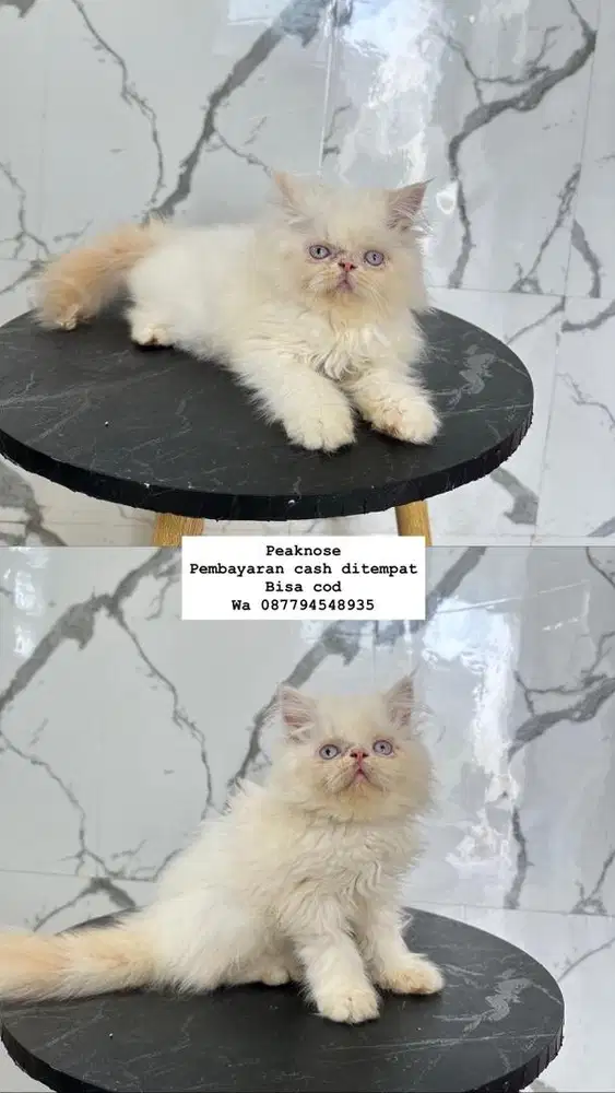 Kucing peaknose