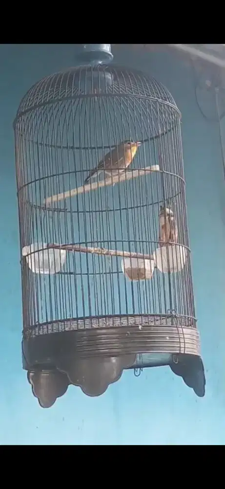 Burung legenda robin hood gacor