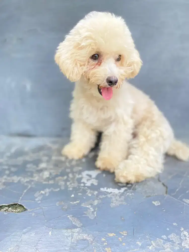 Anjing poodle 6bulan