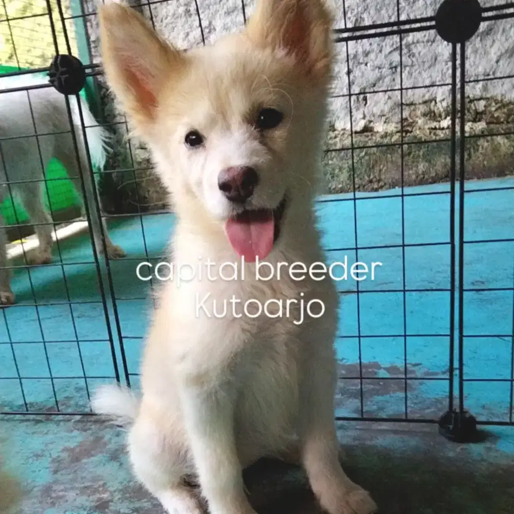 Siberian Husky betina