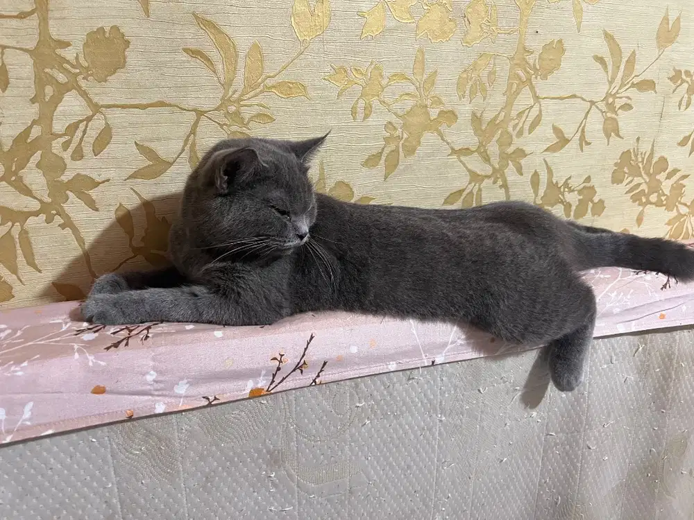 British Shorthair BSH Betina Line Ped Blue Solid