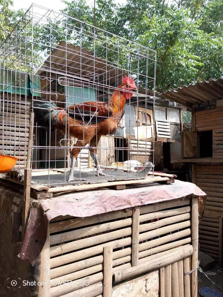 Jual Jago Ayam Pelung