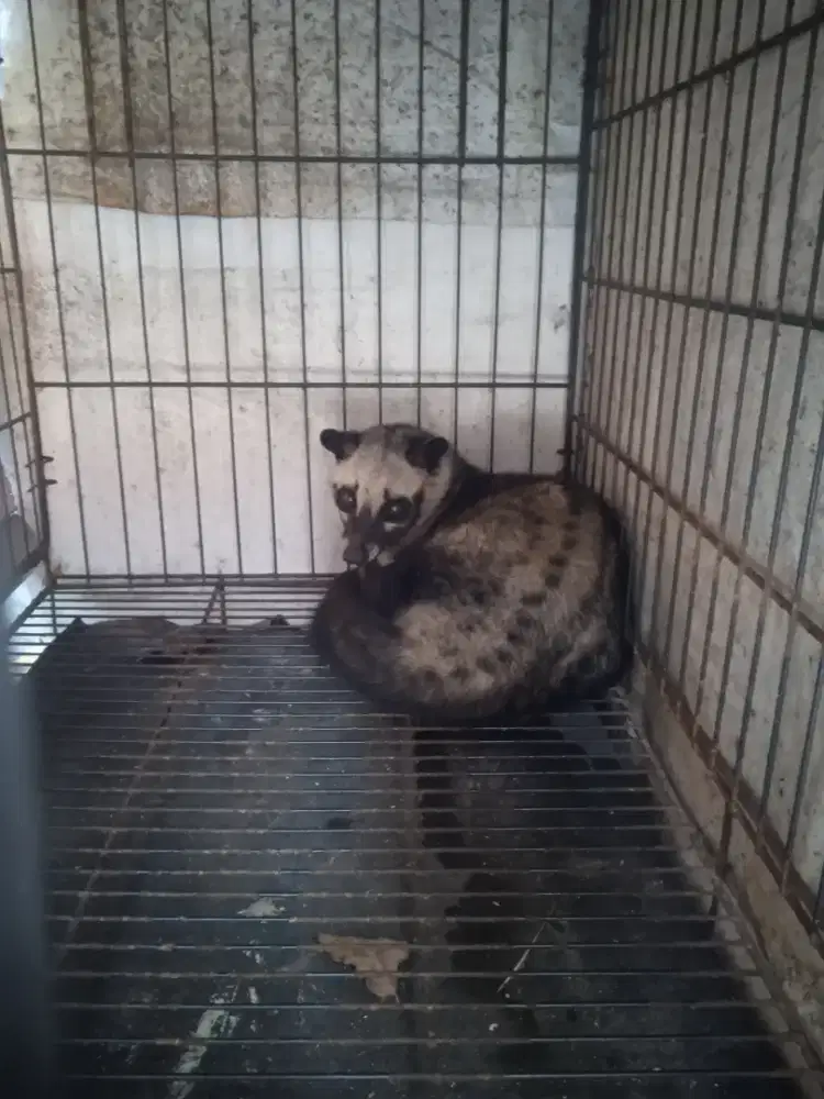 LDijual aja musang berikut kandang nya rawatan dari kecil sehat jinak.