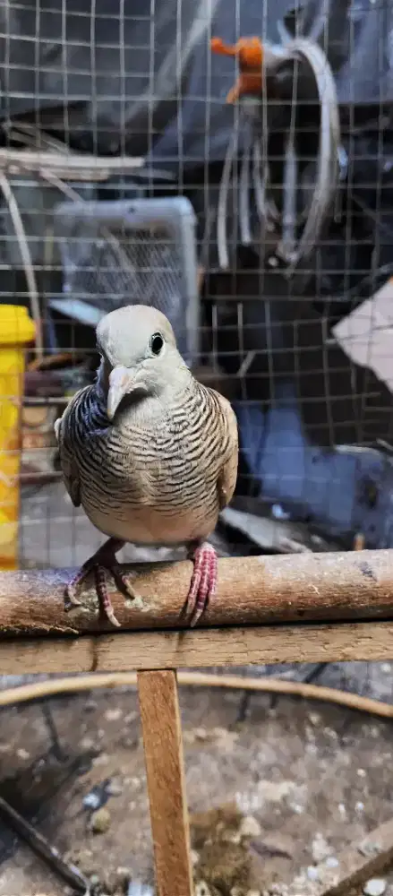 Perkutut silver kalung tepung harian aja