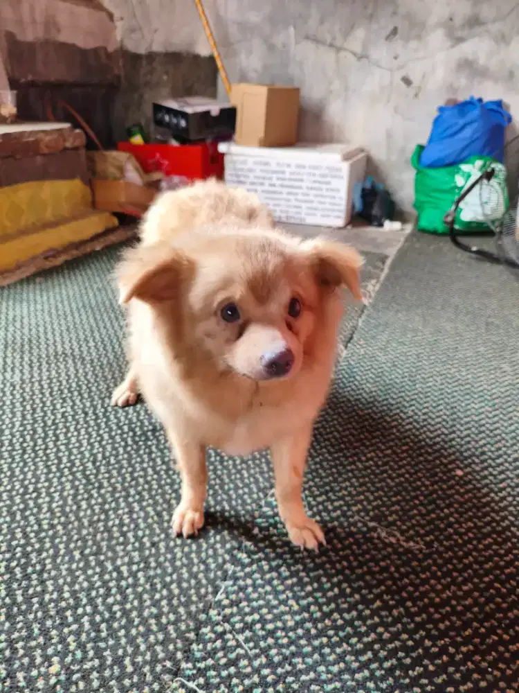 Anjing pomeria mix