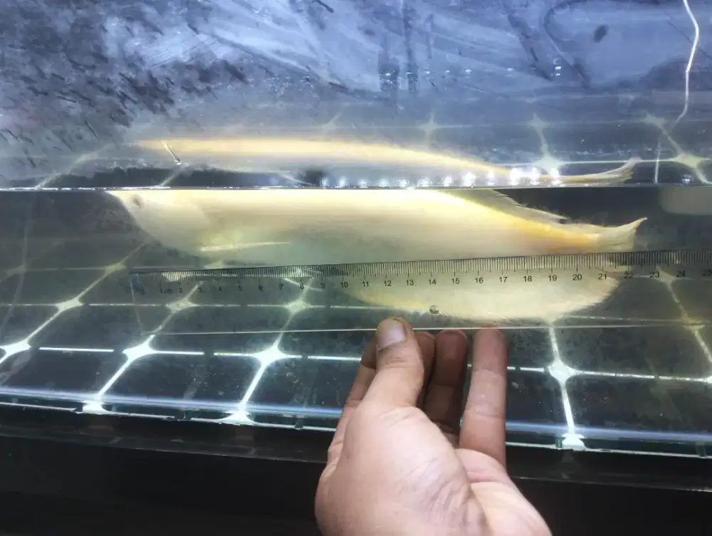 Arwana silver albino
