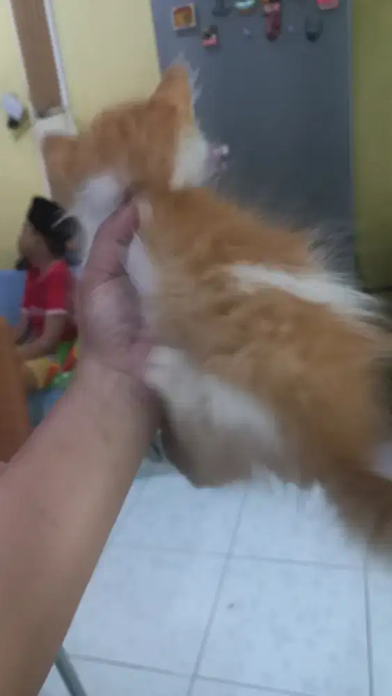 OPEN ADOPPT KITTEN 1BLN
