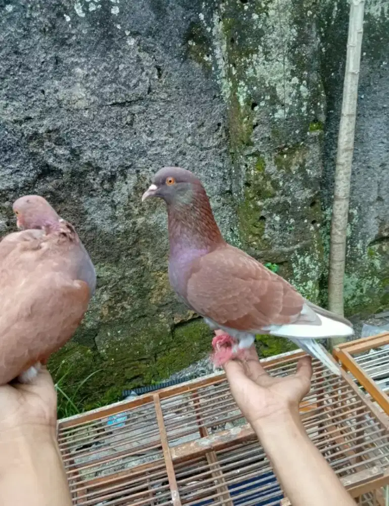 JUAL MERPATI KOLONG PROSPEK BAGUS