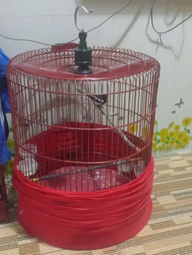 kacer+kandang bulet no.1