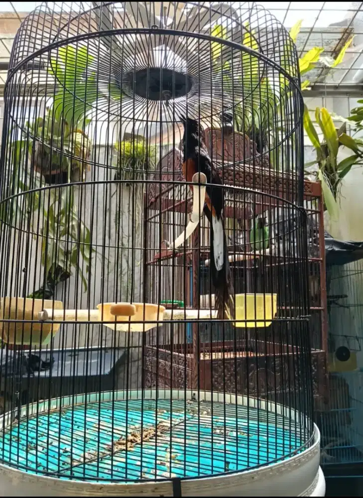 Jual cepat murai Bahorok