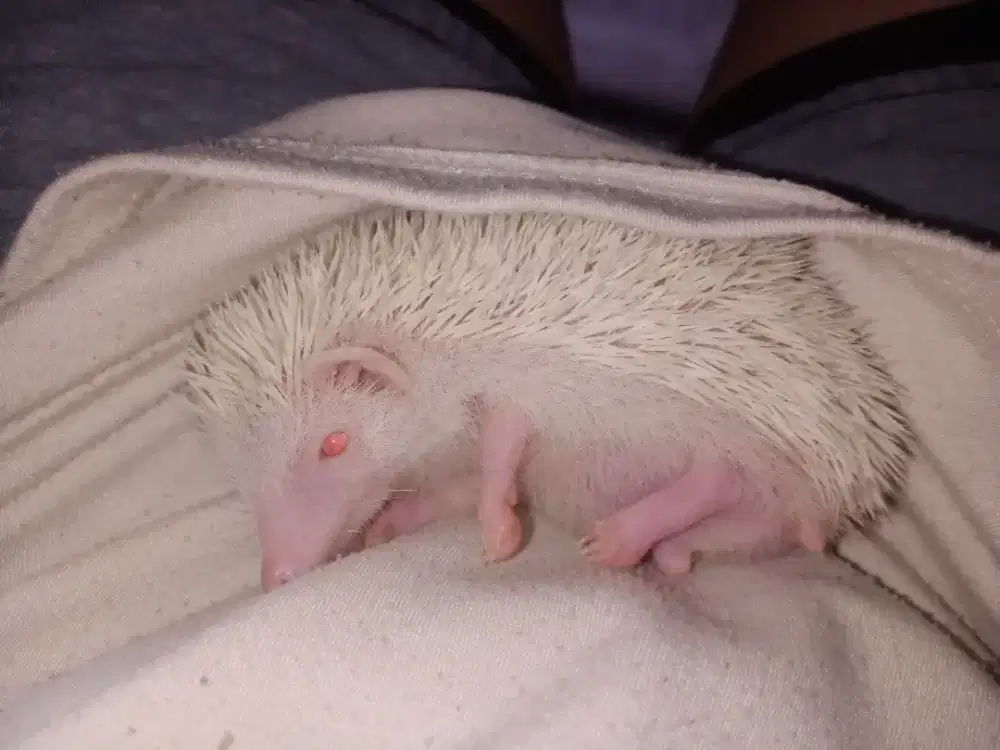 LANDAK ALBINO JANTAN