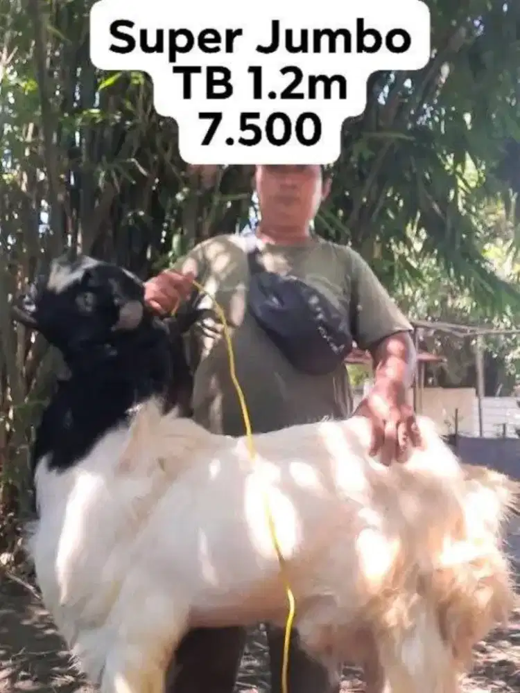 Kambing Super jumbo dan jumbo