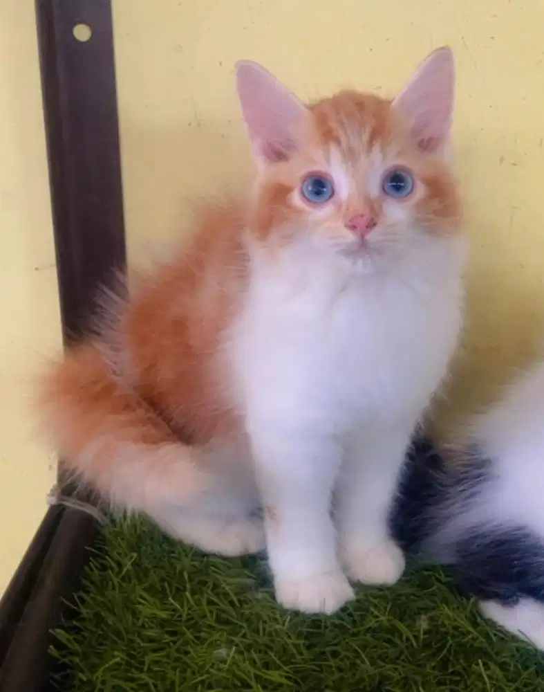 Kucing ras persia jantan oren 550