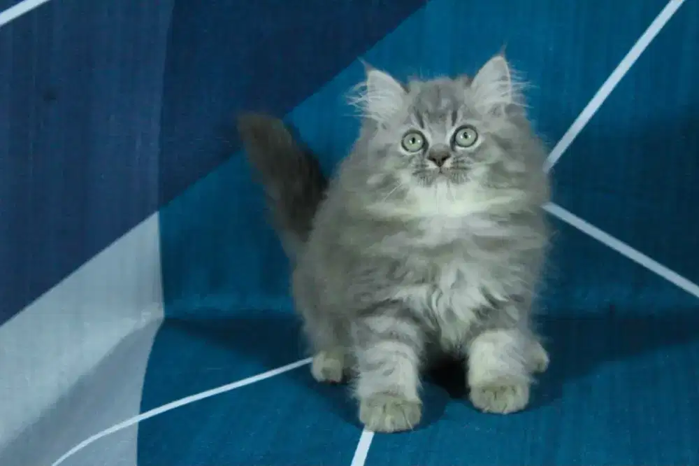 kucing kitten anakan anggora persia ragdoll himalaya mainecoonn