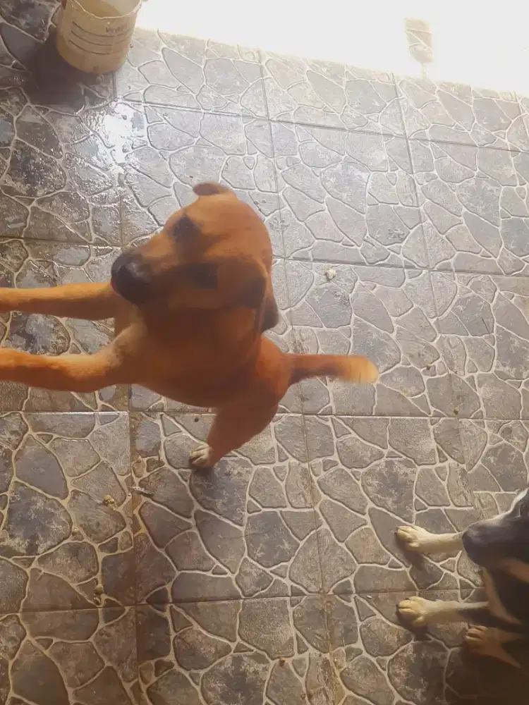 Dijual anjing kintamani