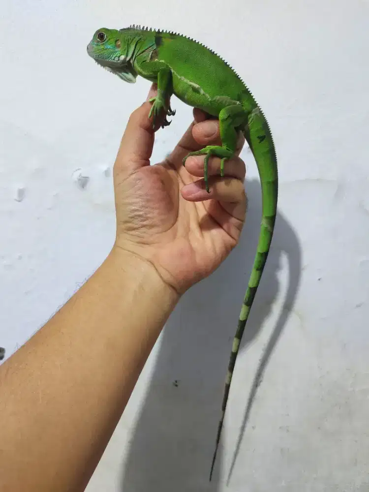 Iguana green colum jantan
