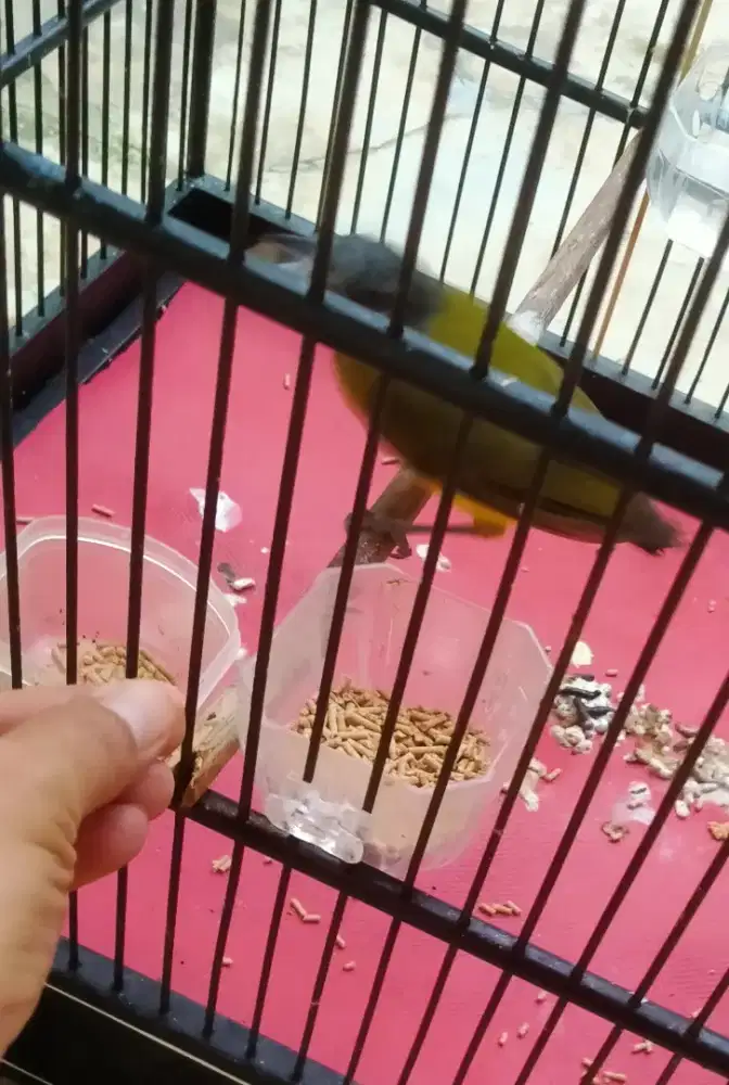 Burung Samyong 1001 suara trotolan