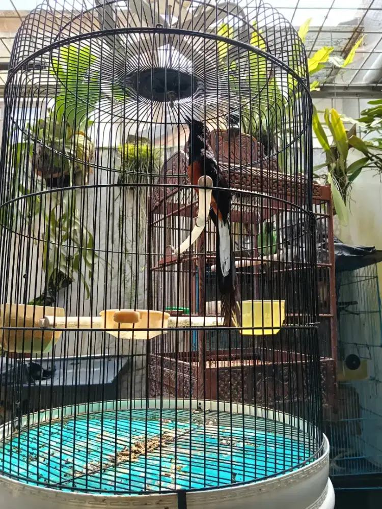 Murai Bahorok jual cepat